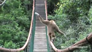 Acrobat Gibbon