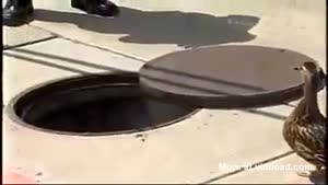 Police Saves Mama Duck's Babies