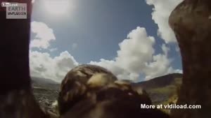 Falcon Attacks Bicyclist