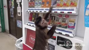 Monkey Buys A Drink