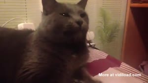 Cats Reaction To Tape Measure
