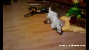 Baby Goat Falls After Sneezing