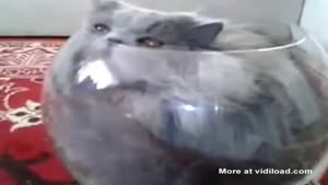 Cat Jumps Into Fish Bowl