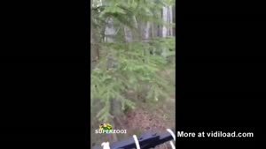 Bear Climbs Tree To Say Hello To Hunter