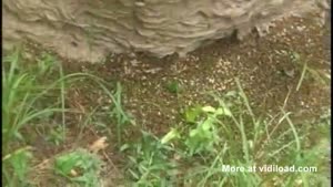 Huge Wasps Nest