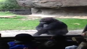 Gorilla Scaring The Crap Out Of Kids