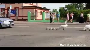 Swans Getting Police Escort