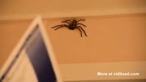 Man Catching Huge Spider