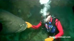 Huge Fish Is Fed Up With Diver