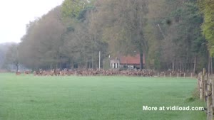 Deer Going The Wrong Way