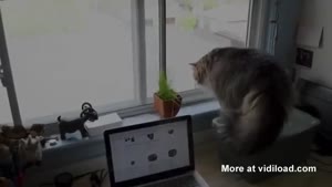 Cat Scared Sh*tless