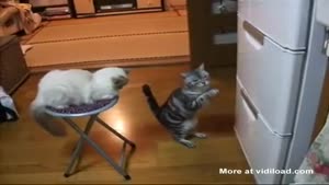 Cat Begging The Fridge To Open