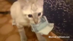 Kitten Won't Give Money Back