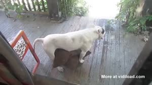 Pitbull Holding Hostages In Their House