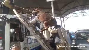 Getting A Donkey On Top Of A Bus