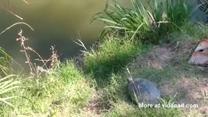 Epic Turtle Jump In The Water