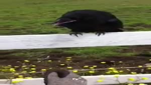 Rescuing Crow From Porcupine Quills Stuck In Face