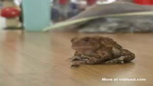Toad Glows After Eating Lightning Bugs
