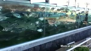Turkish House Has 165ft Aquarium Fence