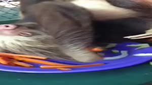 Sloth Eating Carrots