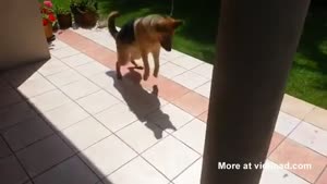 Dog Trying To Catch His Own Shadow