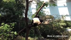 Panda Bear Gets Stuck In Tree