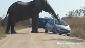 Elephant Searches Car