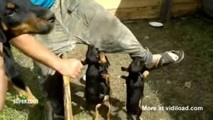 Feisty Little Terriers