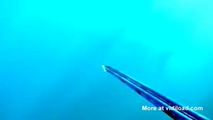 Shark Terrifies Diver