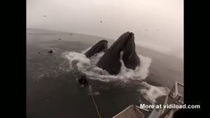 Whales Almost Eat Divers