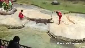 Crocodile Show Gone Very Wrong