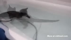 Kitty Takes A Bath