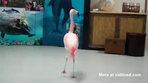 Flamingo Error