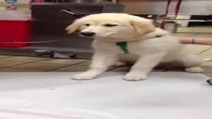 Puppy Swallowed A Shark