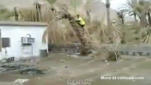 Idiot Tries To Remove Palm Tree