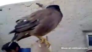 Bird Imitates Crying Baby