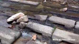 Dog Plays Fetch With Itself