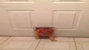 Garfield Coming Home