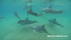Dog Swims With Dolphins
