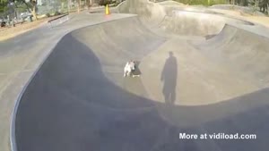 Skating Dog
