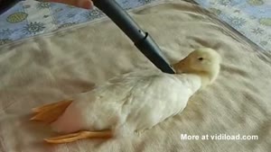 How To Clean A Duck