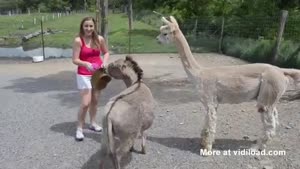 Jealousy At The Petting Zoo