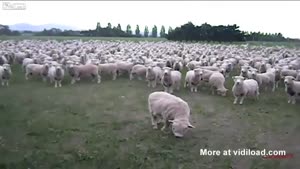 Sheep Protest