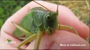 Man-Eating Grasshopper