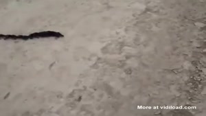 Mother Leads Baby Shrews