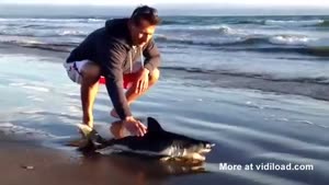 Baby White Shark Washes Ashore