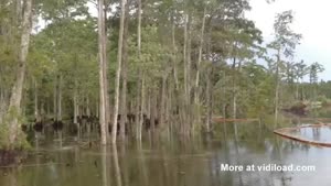 Trees Vanish In Sinkhole