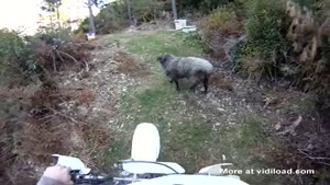 Dirt Biker Encounters Ram Again