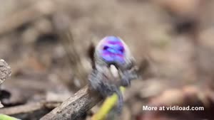 Peacock Spider Dance