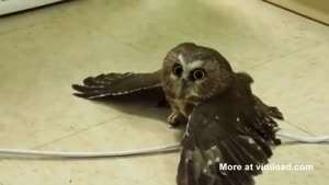 Hot Owl